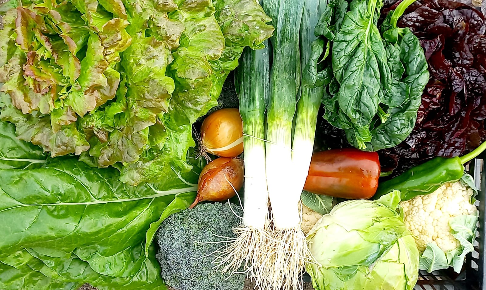 Cesta de verdura vital