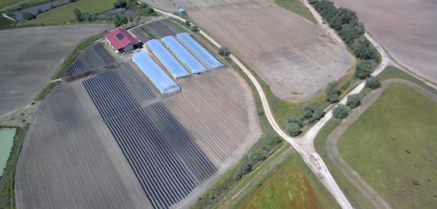 Verdura Vital Verdura Vital