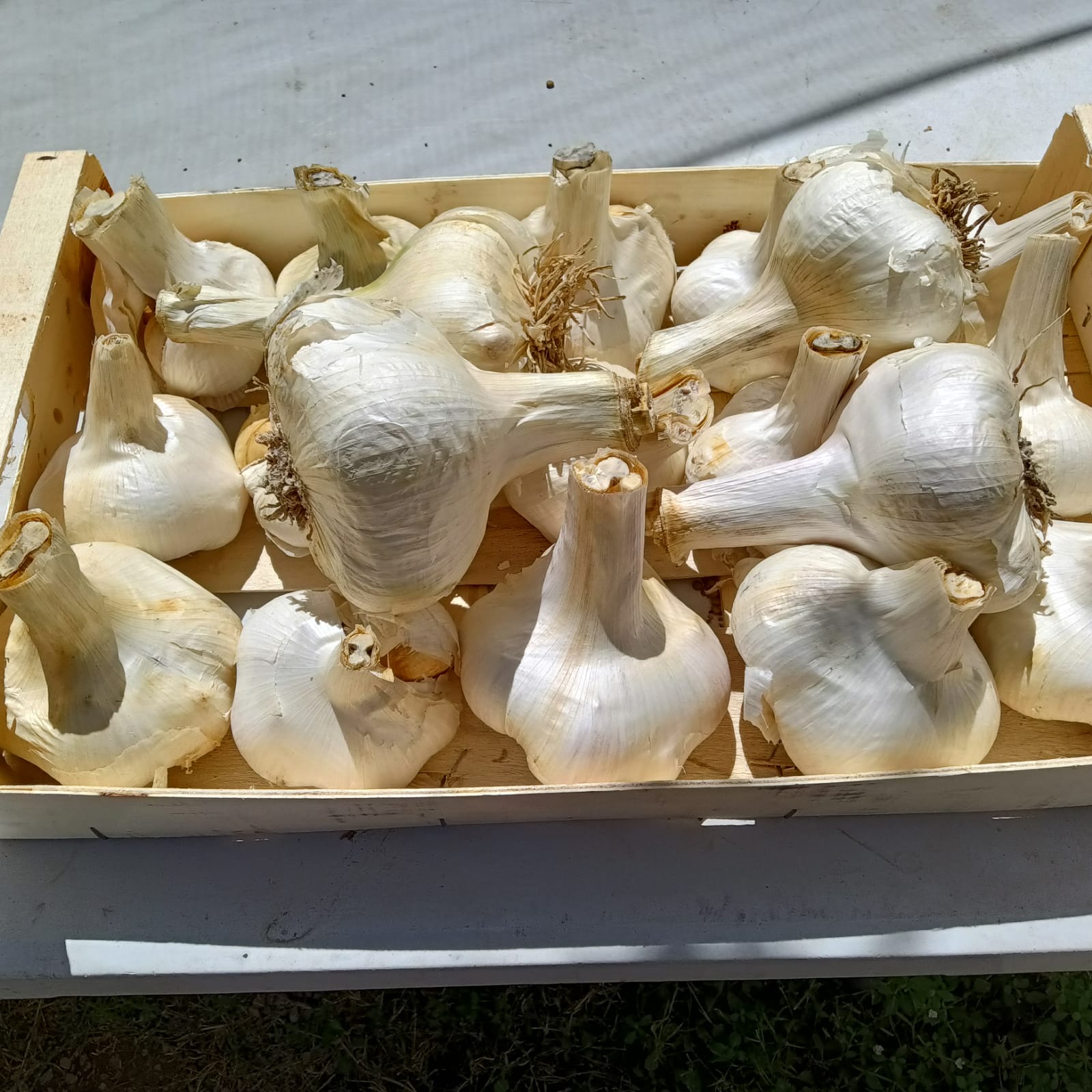 Comprar ajo elefante seco