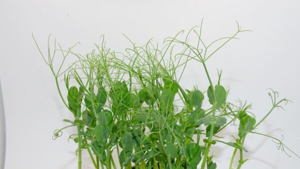 microgreens de guisante foxy cortado