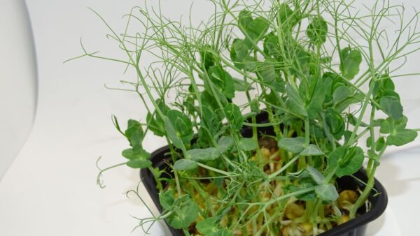 microgreens de guisante foxy maceta