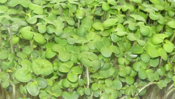 microgreens de mostaza blanca cortado