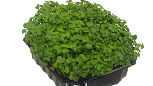 microgreens de mostaza blanca maceta