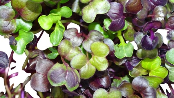 microgreens de rábano rojo cortado