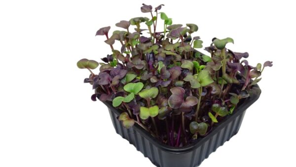 microgreens de rábano rojo maceta