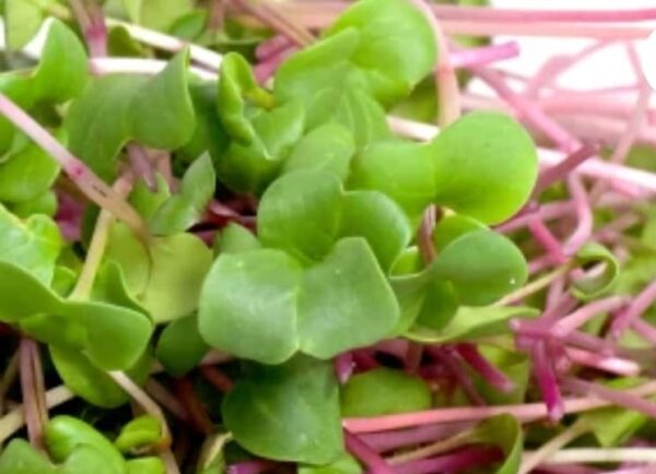 microgreens de rábano rosa