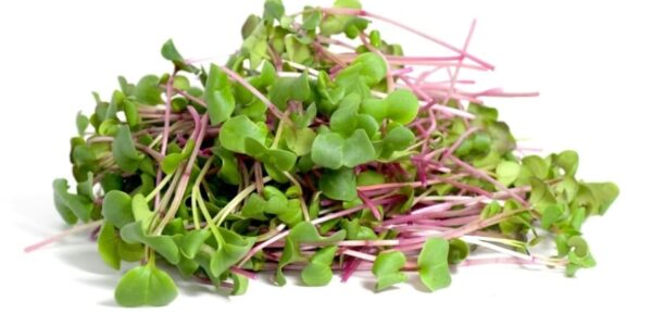 microgreens de rábano rosa cortado
