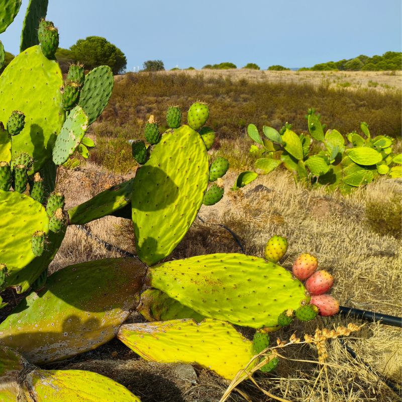 Chumbera